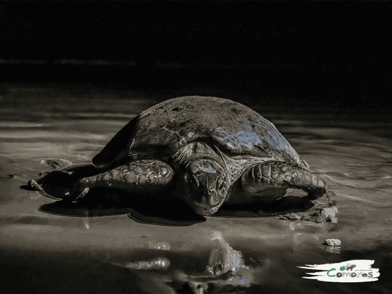Mchaco, L’ile Aux Oiseaux